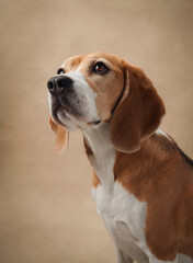 A beagle sits gracefully against a beige background, with a calm and inquisitive expression. The lighting emphasizes the dog's soft fur and classic features.
