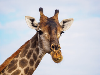 Naklejka premium Giraffe Portrait in Savanna