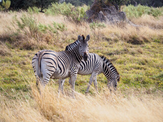 Obraz premium Plains Zebras in Savanna
