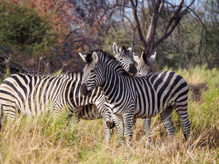 Obraz premium Plains Zebras in Savanna