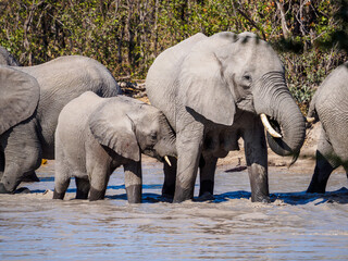 African Elephants at a Waterhole
