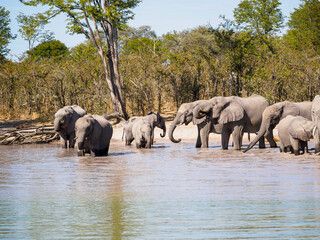 Obraz premium African Elephants at a Waterhole