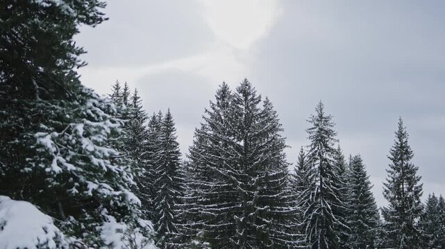 Snowy Pine Forest in Winter,6 January 2026