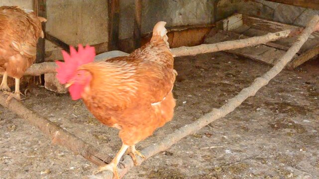 A Laying Hen Walking On A Wooden Roost