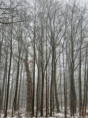 Fototapeta premium Tauwetter in nebligem Wald