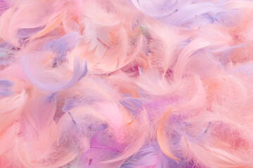 Colorful feather background, top view.