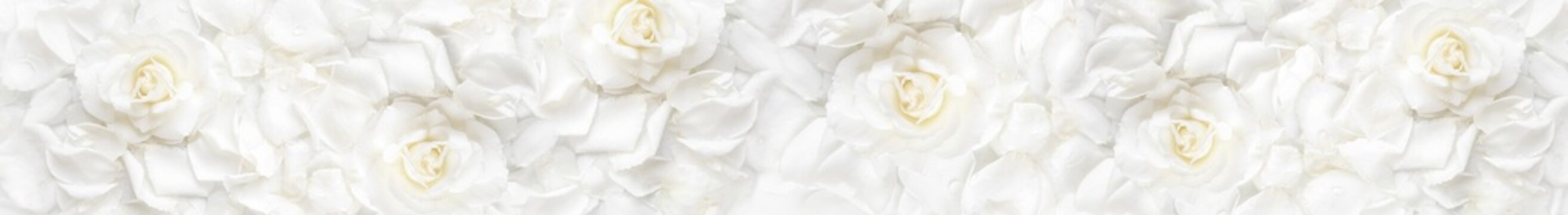 Panoramic floral texture of white rose petals tightly arranged for wedding or romantic background