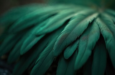 Obraz premium Dark green feathers arranged in a fan. Detailed texture shows delicate lines and soft curves. Elegant pattern creates a sophisticated natural backdrop.