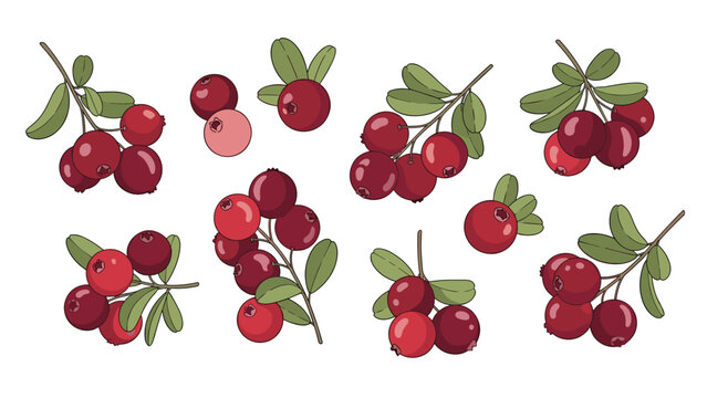 Hand drawn illustration of fresh red cranberries with green leaves in various clusters isolated on a clean white background.