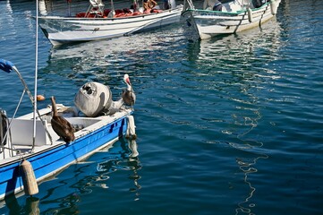 pelicans take over a docked boat
