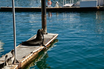 a sea lion and pelicans share a dock