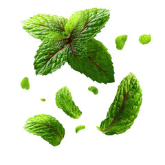 Mint Leaves: An enticing display of fresh, vibrant green mint leaves, scattered gracefully to entice viewers with its cool and refreshing essence.