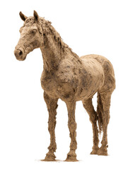 Equestrian Statue: A majestic sculpture of a horse stands with regal poise and detail, capturing the essence of equine beauty.