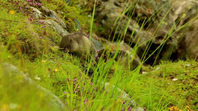 wild mountain marmots playing on a meadow 4k 25fps video