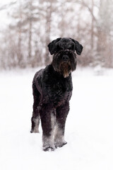Giant schnauzer dog standing in winter