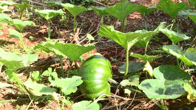 Large Pumpkin On A Healthy Vine In A Sunny Garden