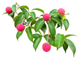 赤い実がかわいいヤマボウシの切抜き