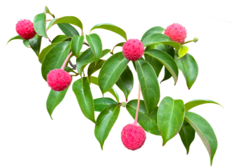 赤い実がかわいいヤマボウシの切抜き