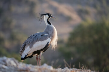 Fototapeta premium A graceful Demoiselle Crane standing on a rocky hill, featuring distinctive white ear tufts, a black neck, and long chest plumes against a blurred mountain background.