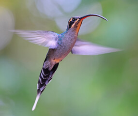 Green Hermit Hummingbird female flying in the forest, Costa Rica