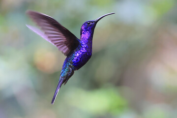 Violet Sabrewing Hummingbird flying in the forest, Costa Rica