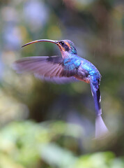 Green Hermit Hummingbird female flying in the forest, Costa Rica