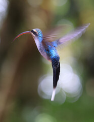 Green Hermit Hummingbird female flying in the forest, Costa Rica
