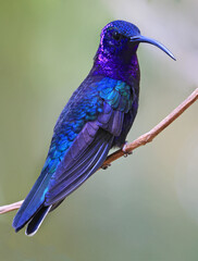 Violet Sabrewing Hummingbird male perched on a branch in the forest, Costa Rica