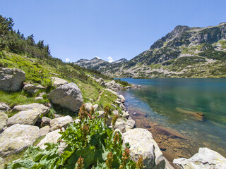 Pirin Mountain near Popovo Lake, Bulgaria