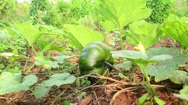 Calabaza Pumpkin In A Garden