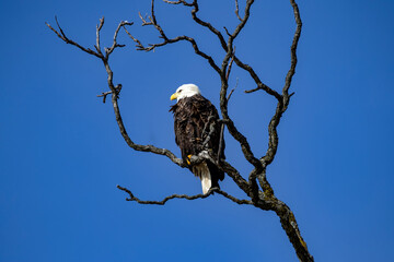 bald eagle in the tree with a clean background