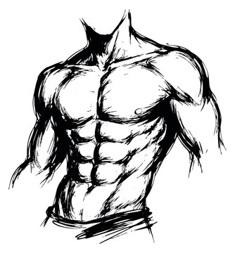 Hand drawn line art illustration of a male torso depicting six pack abs for fitness and bodybuilding