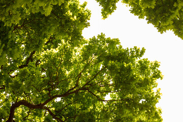 Fototapeta premium Canopy of old oak tree with bright green leaves in late spring