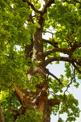 Fototapeta premium Old oak tree trunk with fresh green leaves in late spring sunlight
