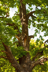 Fototapeta premium Detailed texture of old oak tree bark in natural light