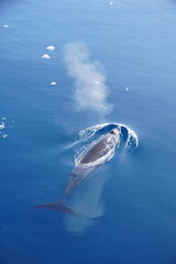 Minke Whale on a sunny day in Antarctica © s.a.m.