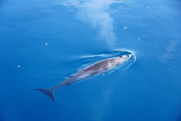 Fototapeta premium Minke Whale on a sunny day in Antarctica