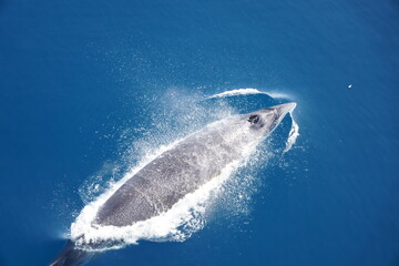 Minke Whale on a sunny day in Antarctica © s.a.m.