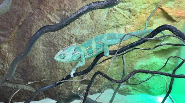 Ein Jemen Chameleon im Therarium.