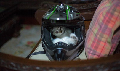 Cute kitten relaxing inside full-face motorcycle helmet at home
