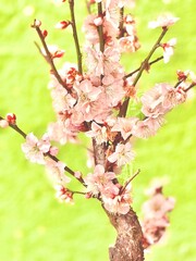 美しいピンクの梅の花