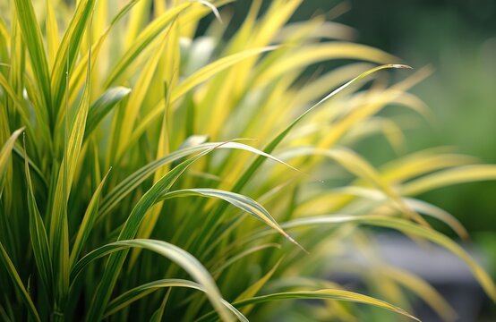 Variegated Hakonechloa macra grass blades have striking yellow and green stripes. Ornamental plant with graceful arching leaves provides garden texture. Lush foliage detail in soft focus.