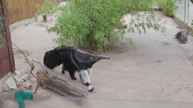 Giant anteater exploring its zoo enclosure