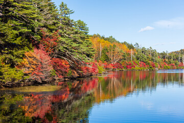 日本の風景・秋　長野県佐久穂町　北八ヶ岳　紅葉の白駒の池