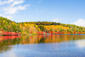 日本の風景・秋　長野県佐久穂町　北八ヶ岳　紅葉の白駒の池