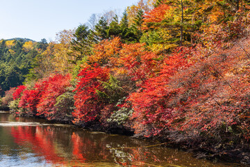 日本の風景・秋　長野県佐久穂町　北八ヶ岳　紅葉の白駒の池