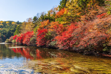 日本の風景・秋　長野県佐久穂町　北八ヶ岳　紅葉の白駒の池