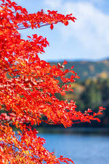 日本の風景・秋　長野県佐久穂町　北八ヶ岳　紅葉の白駒の池