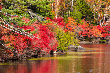 日本の風景・秋　長野県佐久穂町　北八ヶ岳　紅葉の白駒の池