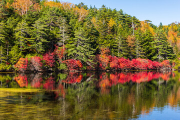 日本の風景・秋　長野県佐久穂町　北八ヶ岳　紅葉の白駒の池